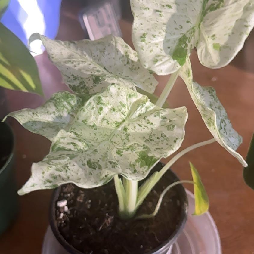 Photo of the plant species Alocasia Blizzard Elephants Ear by @Thrivingish named Nemo on Greg, the plant care app