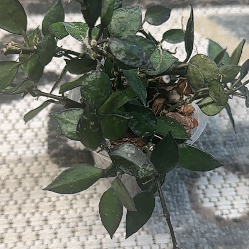 Photo of the plant species Hoya krohniana black by @Thrivingish named LiloStitch on Greg, the plant care app