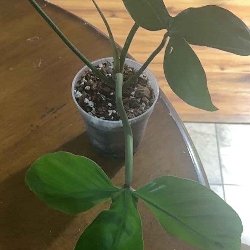 Photo of the plant species Philodendron barrosoanum by @Thrivingish named Achilles on Greg, the plant care app