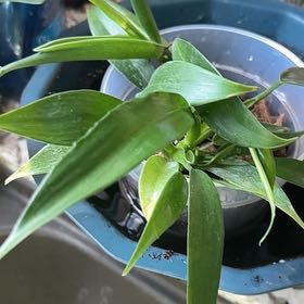 Photo of the plant species Philodendron panduriforme by @Thrivingish named Girlfrond on Greg, the plant care app