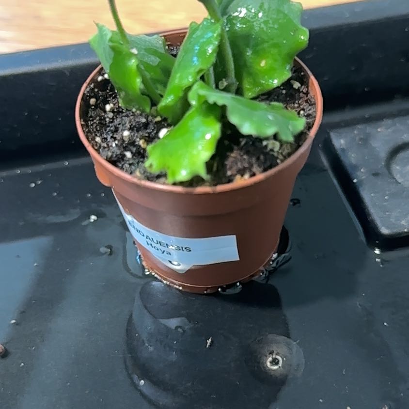 Photo of the plant species Hoya endauensis by @Thrivingish named Tolkien on Greg, the plant care app