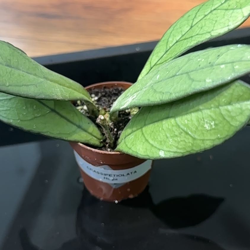 Photo of the plant species Hoya crassifolia by @Thrivingish named Queen on Greg, the plant care app