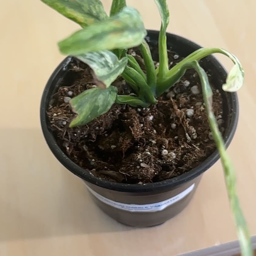 Photo of the plant species Epipremnum giganteum by @Thrivingish named Lavender on Greg, the plant care app