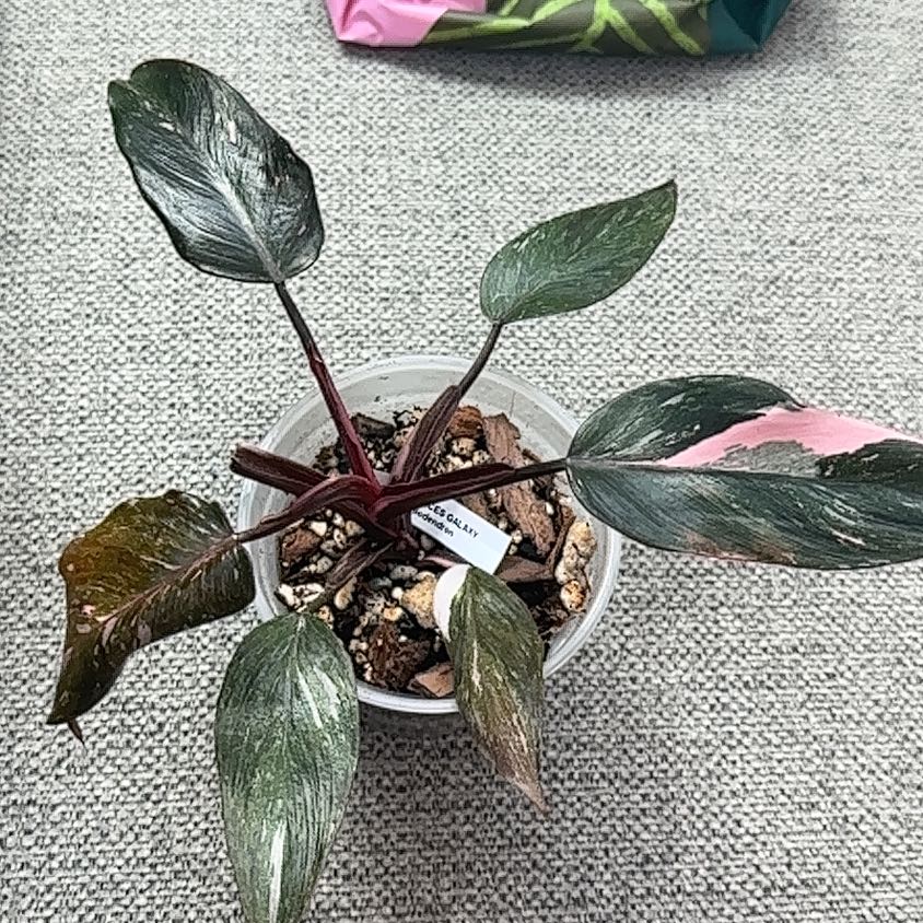Photo of the plant species Pink Princess Galaxy by @Thrivingish named Lola on Greg, the plant care app