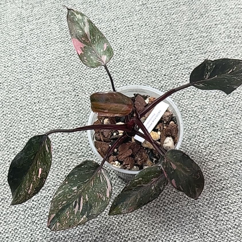 Photo of the plant species Pink Naomi by @Thrivingish named Mando on Greg, the plant care app