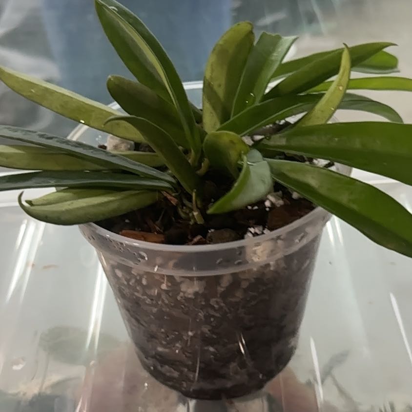 Photo of the plant species Hoya Minibelle by @Thrivingish named Madonna on Greg, the plant care app