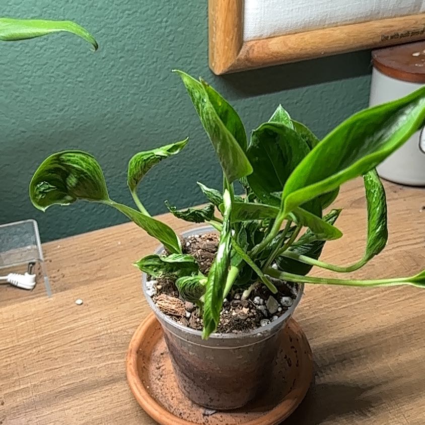 Photo of the plant species Pothos 'Shangri La' by @Thrivingish named Ronaldo on Greg, the plant care app