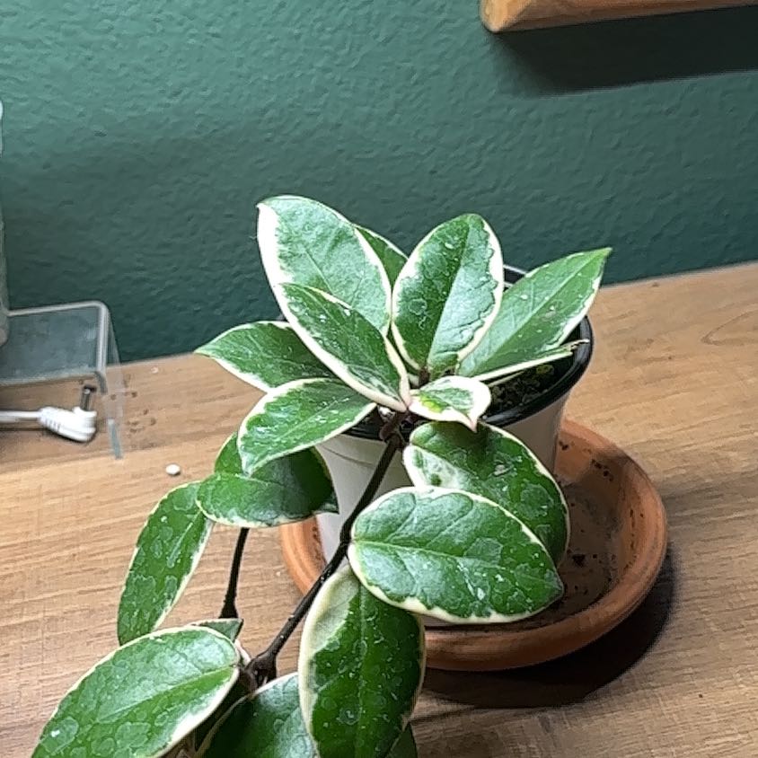 Photo of the plant species Hoya ‘Flamingo Dreams’ by @Thrivingish named Sol on Greg, the plant care app