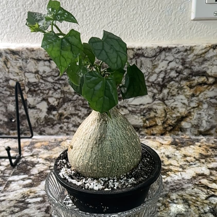 Photo of the plant species Bigfoot by @Thrivingish named Robert Plant on Greg, the plant care app