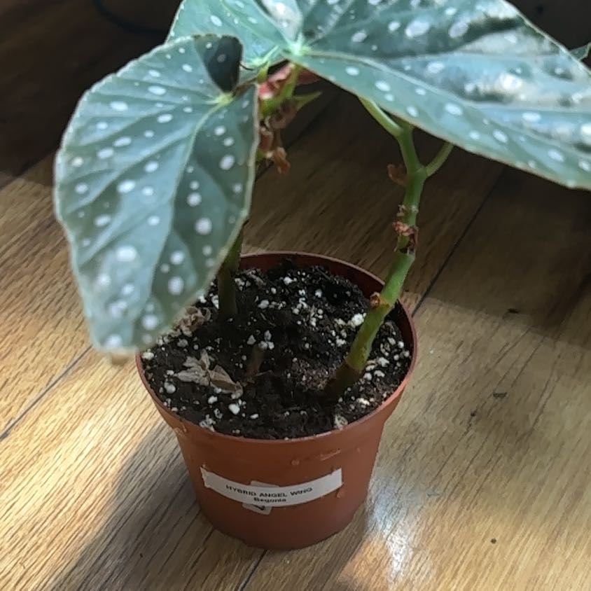 Photo of the plant species Angel Wing Begonia by @Thrivingish named Nithin on Greg, the plant care app