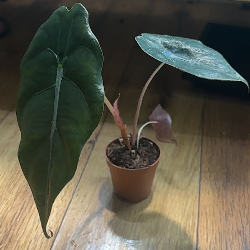 Photo of the plant species Alocasia 'Chantrieri' by @Thrivingish named Prince on Greg, the plant care app
