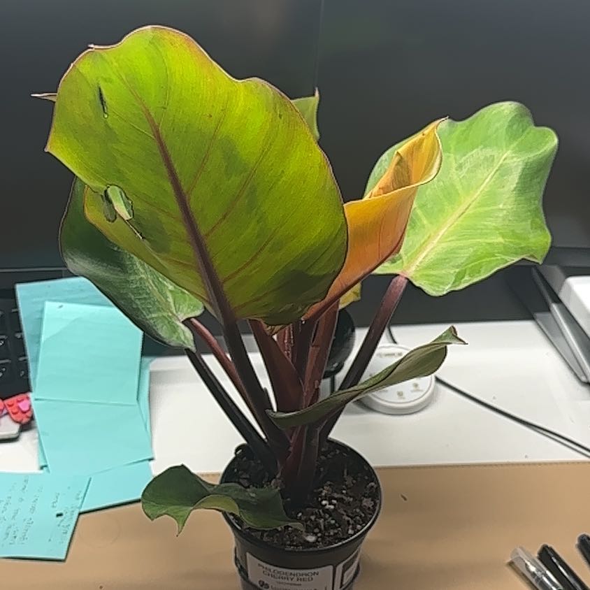 Photo of the plant species Philodendron 'Imperial Red' by @Thrivingish named Willow on Greg, the plant care app