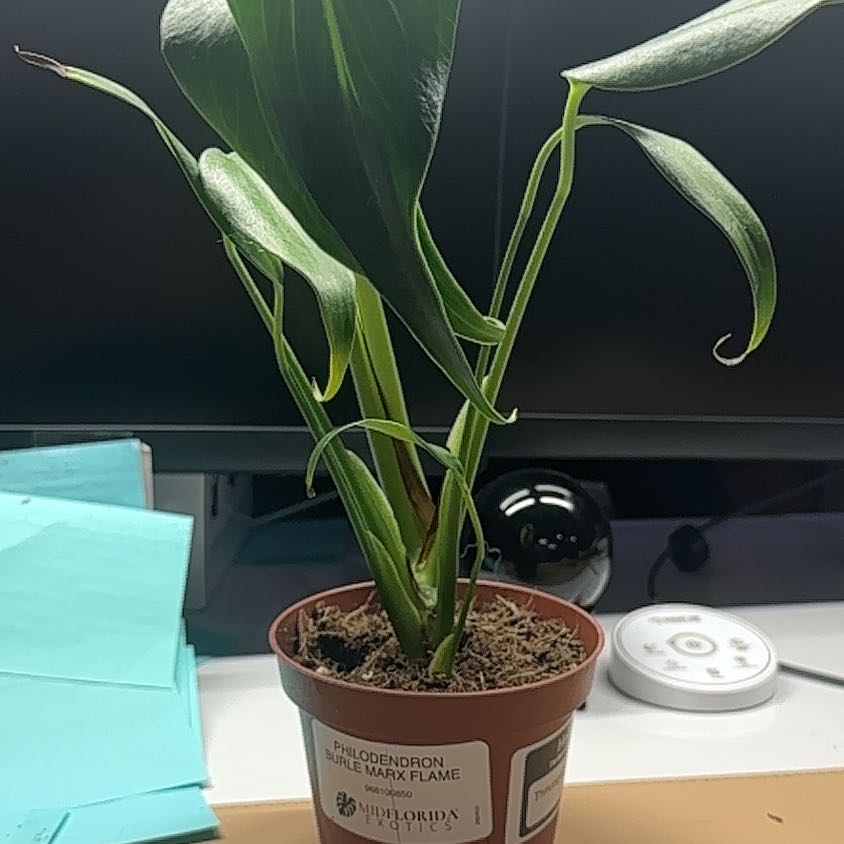 Photo of the plant species Monstera 'Burle Marx Flame' by @Thrivingish named Nithin on Greg, the plant care app