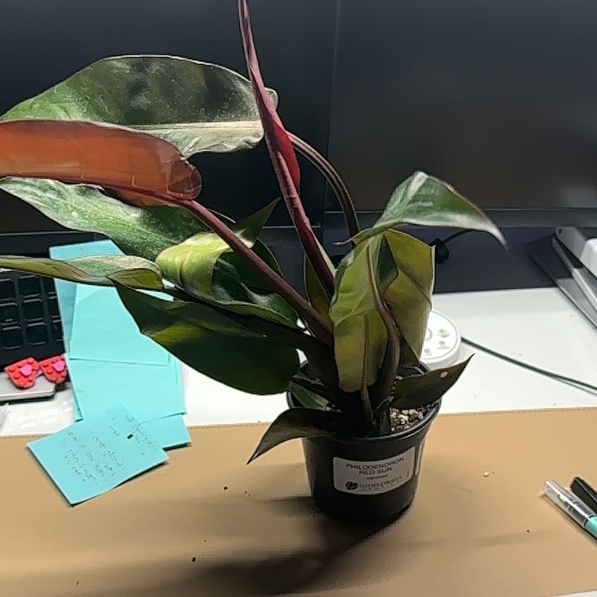 Photo of the plant species Philodendron Red Sun by @Thrivingish named Naomi on Greg, the plant care app