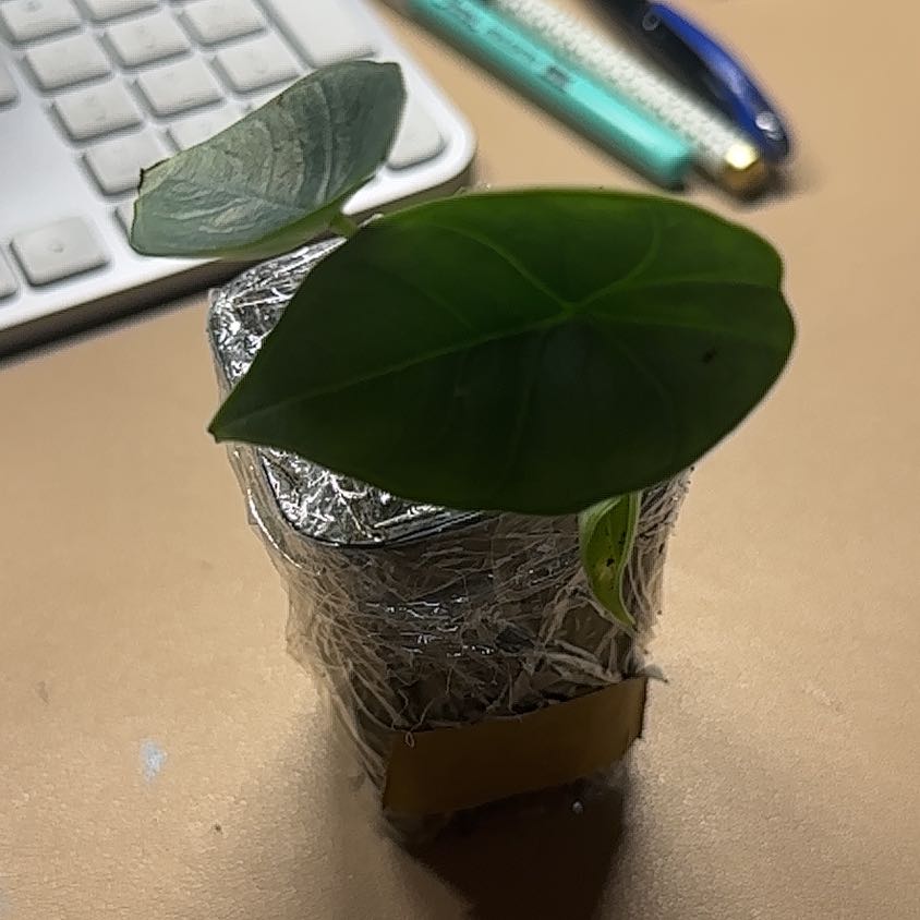 Photo of the plant species Alocasia Platinum by @Thrivingish named Peter Parker on Greg, the plant care app