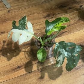 Photo of the plant species Philodendron distantilobum by @Thrivingish named Navajo on Greg, the plant care app