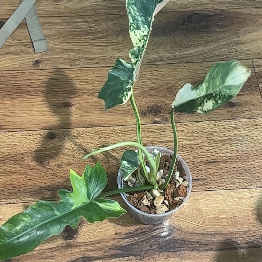 Photo of the plant species Variegated Florida Beauty Philodendron by @Thrivingish named Coco on Greg, the plant care app