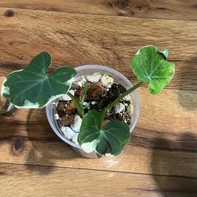 Photo of the plant species Mickey Mouse Alocasia by @Thrivingish named Dolores on Greg, the plant care app