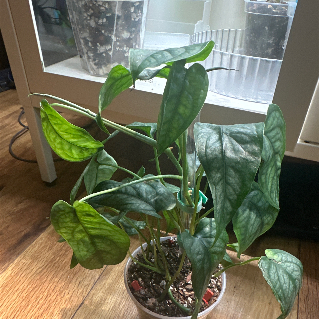 Photo of the plant species obliqua peru by @Thrivingish named Baesil on Greg, the plant care app