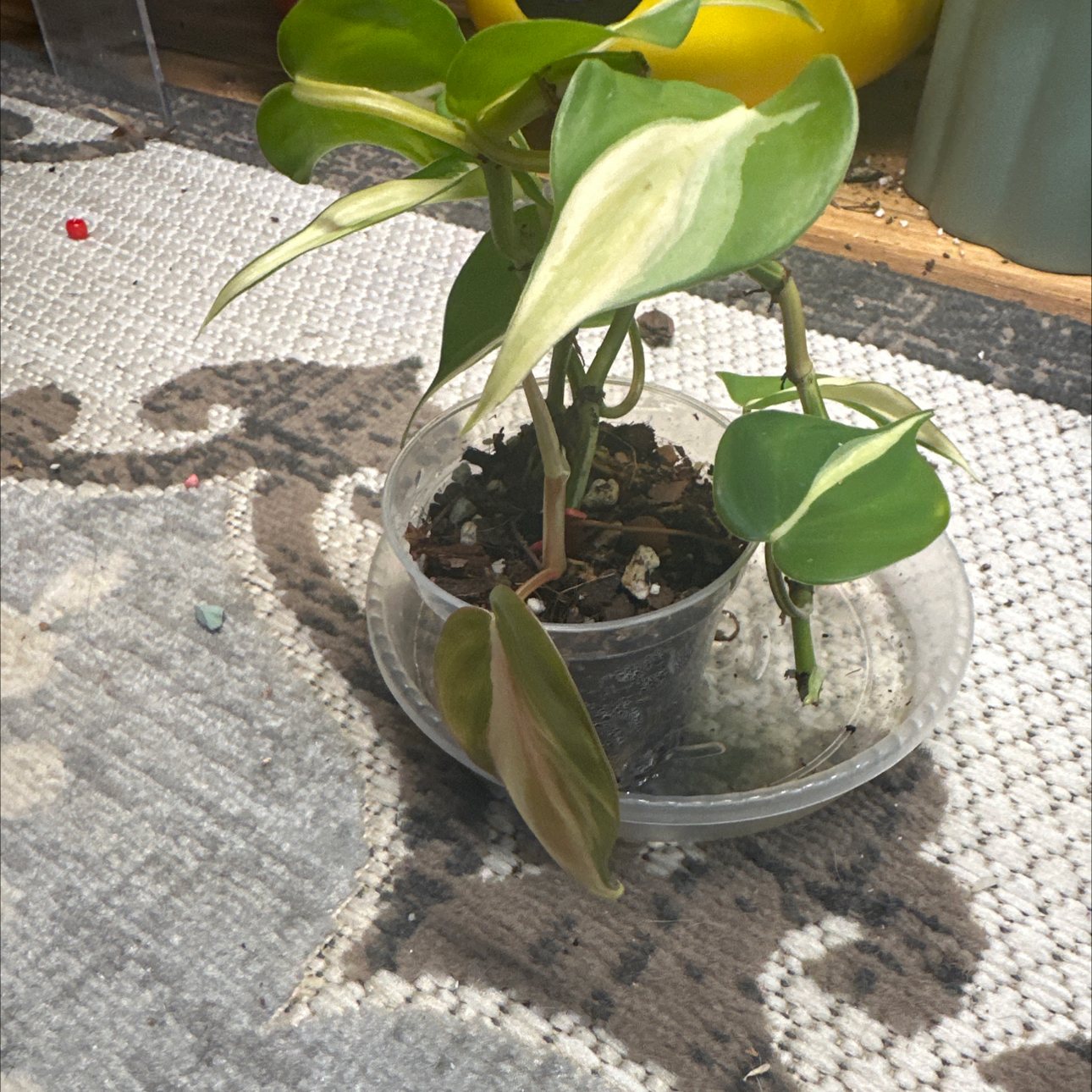 Photo of the plant species Philodendron cream splash by @Thrivingish named Diana on Greg, the plant care app