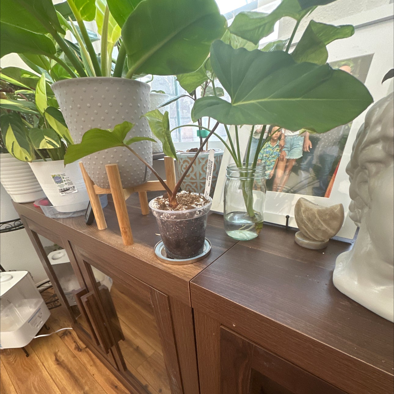 Plant care for Philodendron 'Cheeky Charlie' on Greg, the plant care app