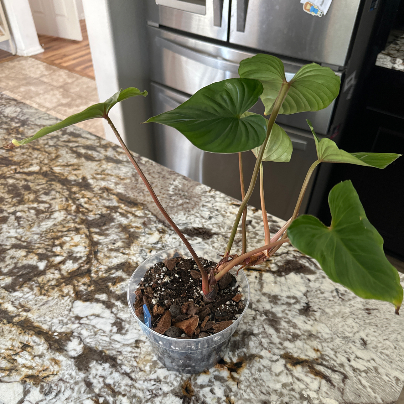 Photo of the plant species Philodendron mamei by @Thrivingish named Rainier on Greg, the plant care app