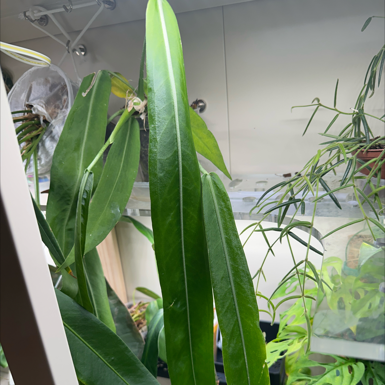 Photo of the plant species Anthurium pallidifibrum by @Thrivingish named Fernie Mac on Greg, the plant care app