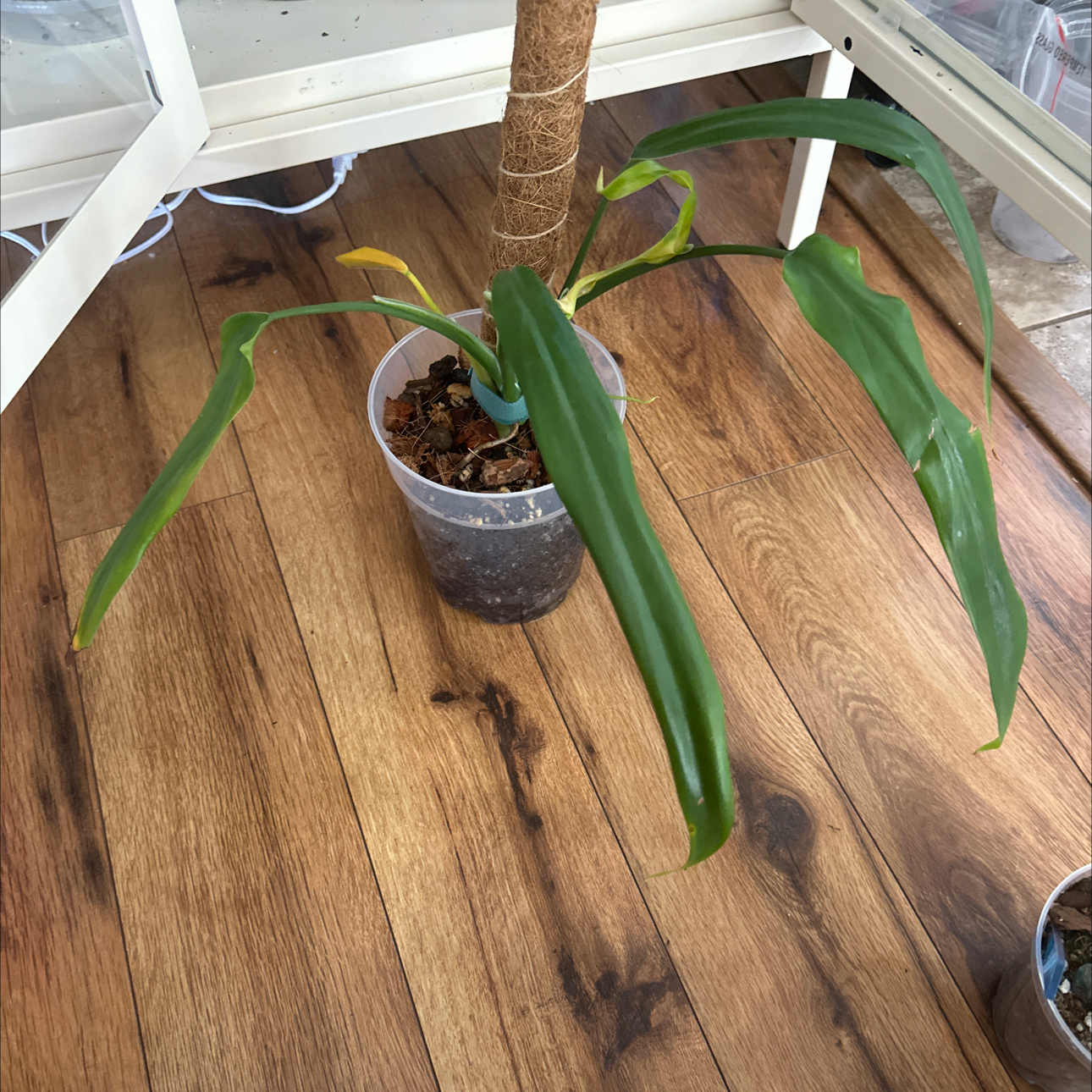 Photo of the plant species Philodendron planadense by @Thrivingish named Shakira on Greg, the plant care app