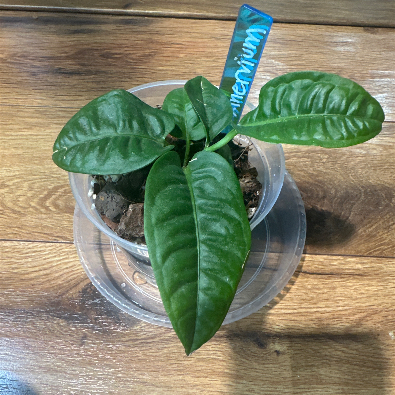 Photo of the plant species Anthurium reflexinervium by @Thrivingish named Peter Parker on Greg, the plant care app