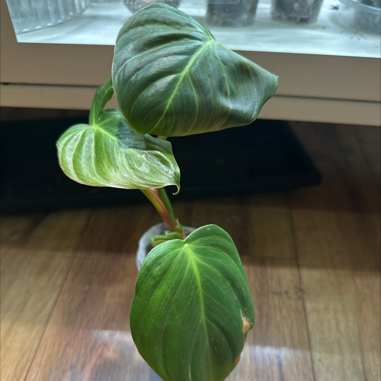 Photo of the plant species Pigskin Philodendron by @Thrivingish named Pax on Greg, the plant care app
