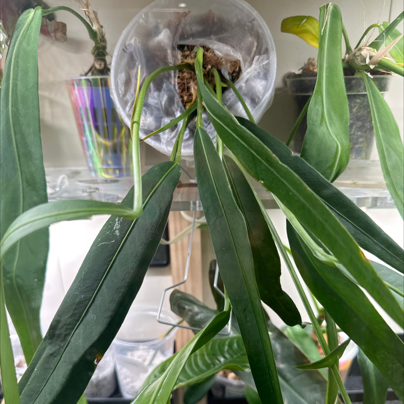 Photo of the plant species Pallidiforum 'Guayusa' by @Thrivingish named Elina on Greg, the plant care app