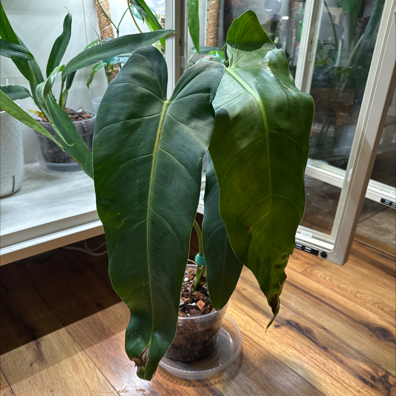 Photo of the plant species Philodendron Esmeraldense Narrow by @Thrivingish named Kardashian on Greg, the plant care app