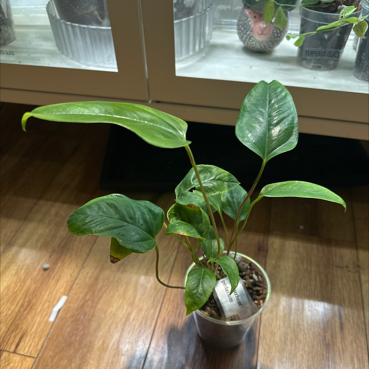 Photo of the plant species Anthurium Pedatum by @Thrivingish named Achilles on Greg, the plant care app