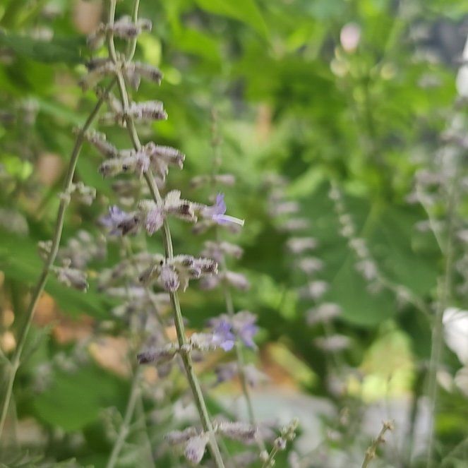 Photo of the plant species Meadow Sage by @AwaitedBluebean named Rainier on Greg, the plant care app