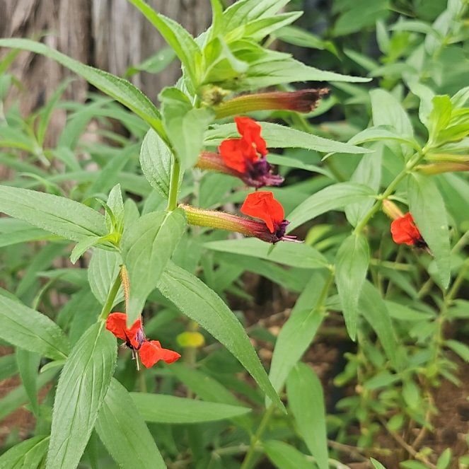 Photo of the plant species Cuphea by @AwaitedBluebean named Messi on Greg, the plant care app