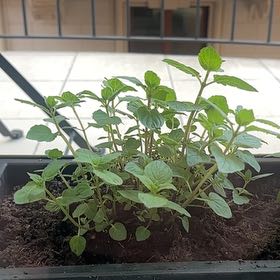 Photo of the plant species Mint by @AdeptTimeout71 named Men on Greg, the plant care app