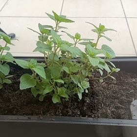 Photo of the plant species Mint by @AdeptTimeout71 named Ta on Greg, the plant care app
