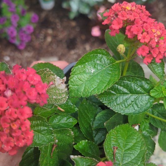 Photo of the plant species Lantana 'Bandana Red' by @IntegralLantana named Michelle Branch on Greg, the plant care app