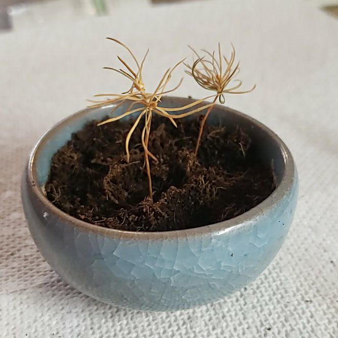 Photo of the plant species Norway Spruce by @ExaltedGrass4 named Captain Plant-it on Greg, the plant care app