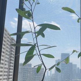 Photo of the plant species yerba mate by @UnopposedLime named Blue on Greg, the plant care app