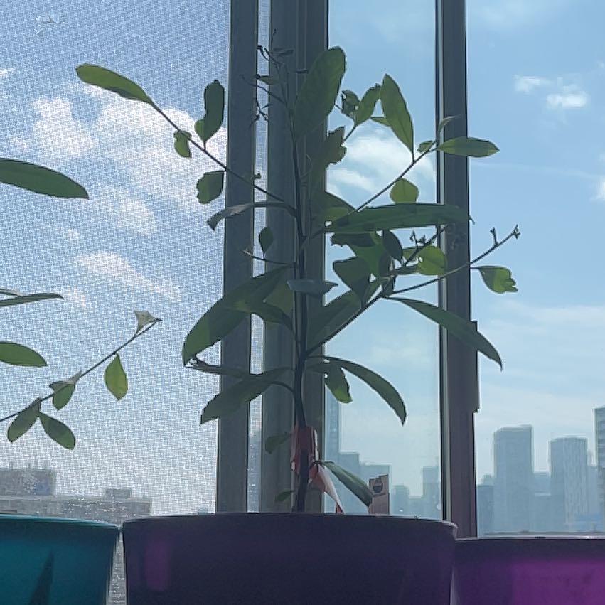 Photo of the plant species yerba mate by @UnopposedLime named Purple on Greg, the plant care app