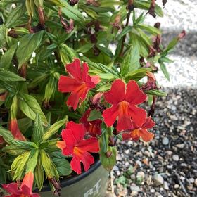 Photo of the plant species Monkey Flower by @ExecDecodon81 named Keanu Leaves on Greg, the plant care app