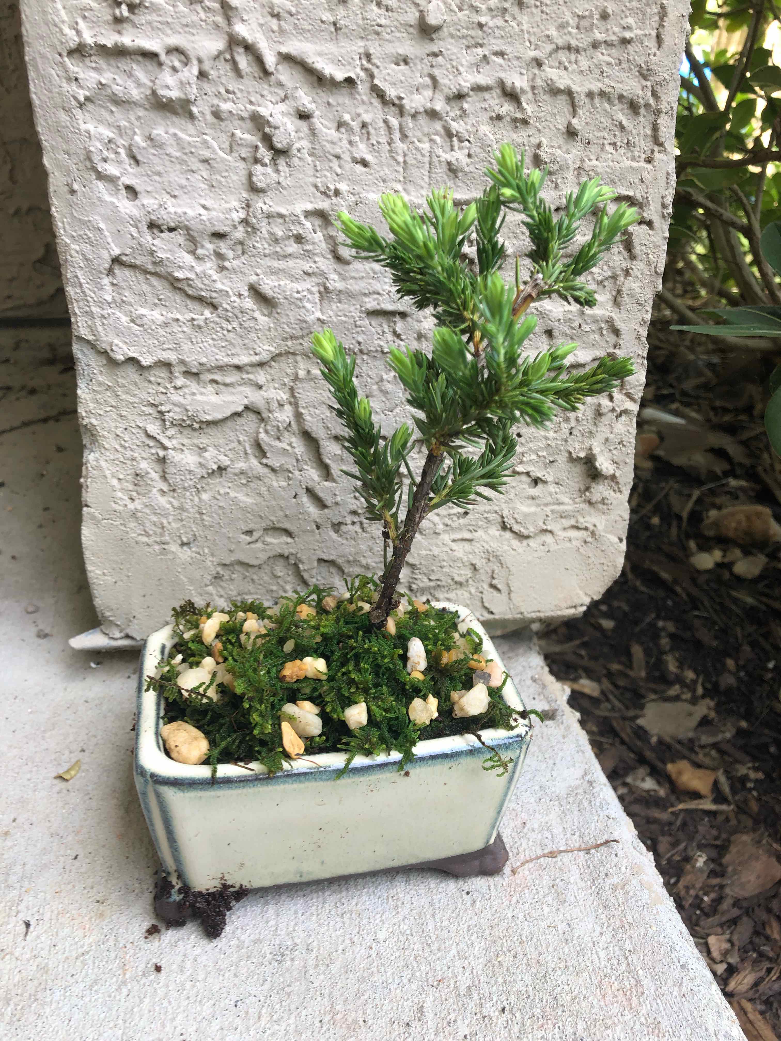 American Juniper plant in a rectangular pot with moss and decorative stones.