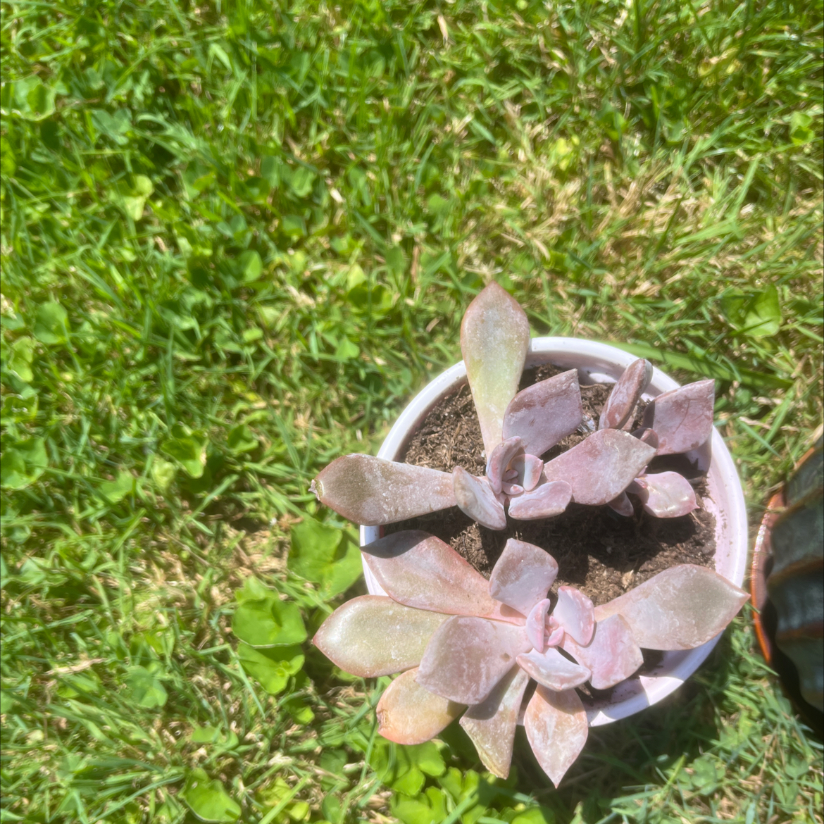 Photo of the plant species Graptoveria Debbi by @ArdentPuriri6 named Debbi on Greg, the plant care app