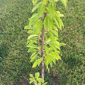 Photo of the plant species Bing Cherry Tree by @LovablyFord58 named Mochi on Greg, the plant care app