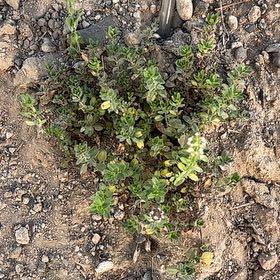 Photo of the plant species Mother of Thyme by @LovablyFord58 named Remington on Greg, the plant care app