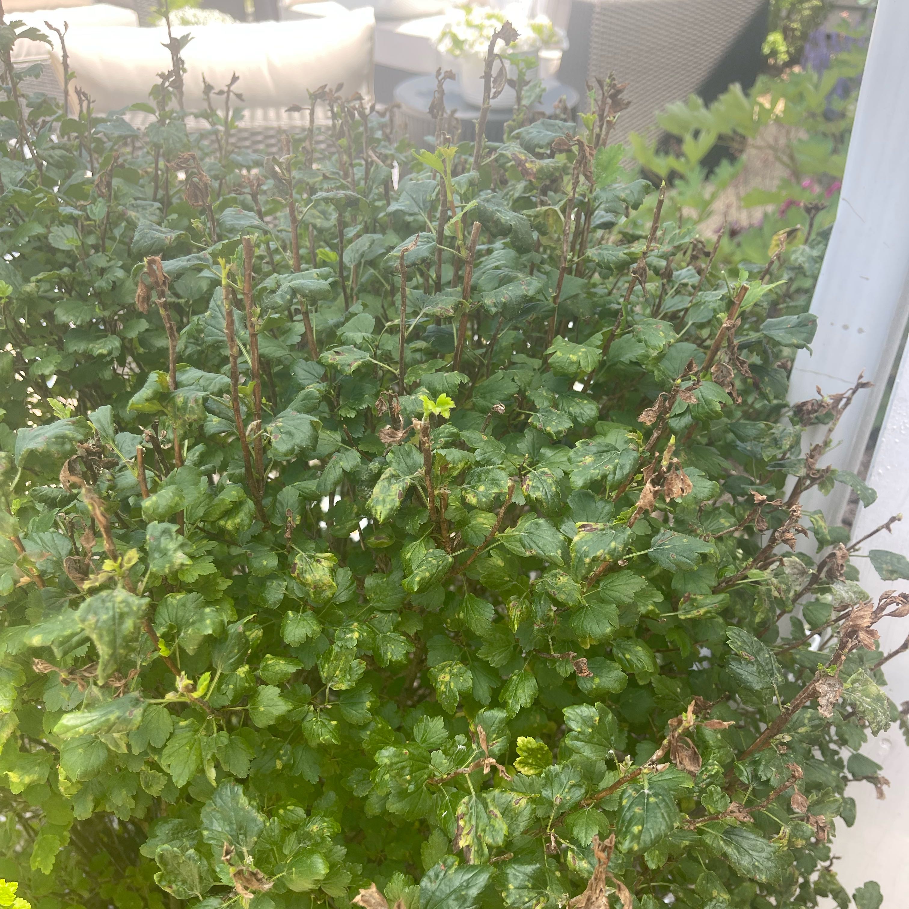 Plant care for Fontane's Currant on Greg, the plant care app