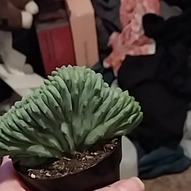 Photo of the plant species Myrtillocactus geometrizans f. cristata 'Indigo Wave' by @DearStingray96 named Dolores on Greg, the plant care app