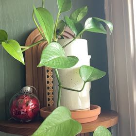 Photo of the plant species Heart Leaf Philodendron by @FunGrass20 named Apollo on Greg, the plant care app
