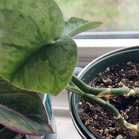 Photo of the plant species Scindapsus Exotica by @FunGrass20 named Athena on Greg, the plant care app